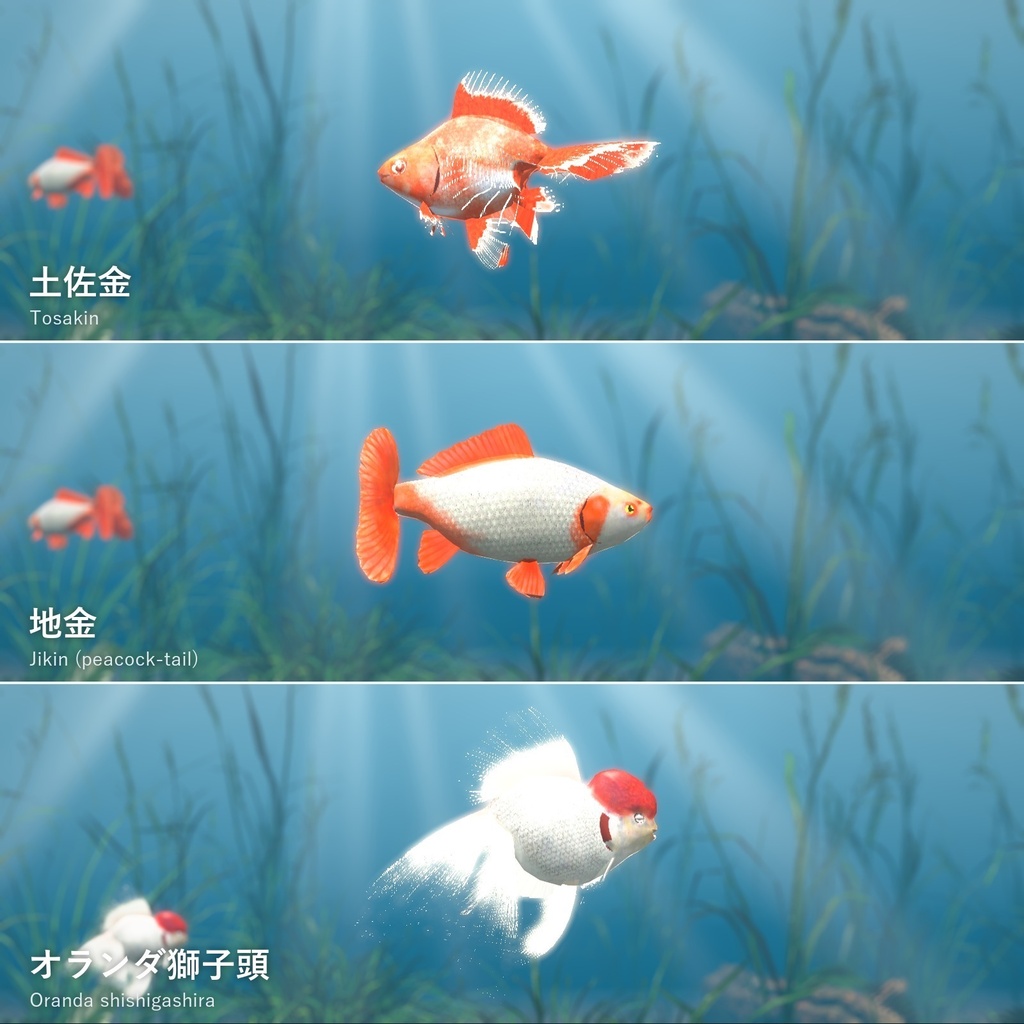 【VRChatワールド用】泳ぐ高級金魚3種「雅」土佐金・地金・オランダ獅子頭【PC/Quest対応】