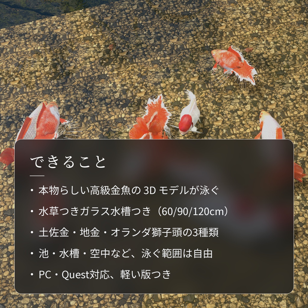 【VRChatワールド用】泳ぐ高級金魚3種「雅」土佐金・地金・オランダ獅子頭【PC/Quest対応】