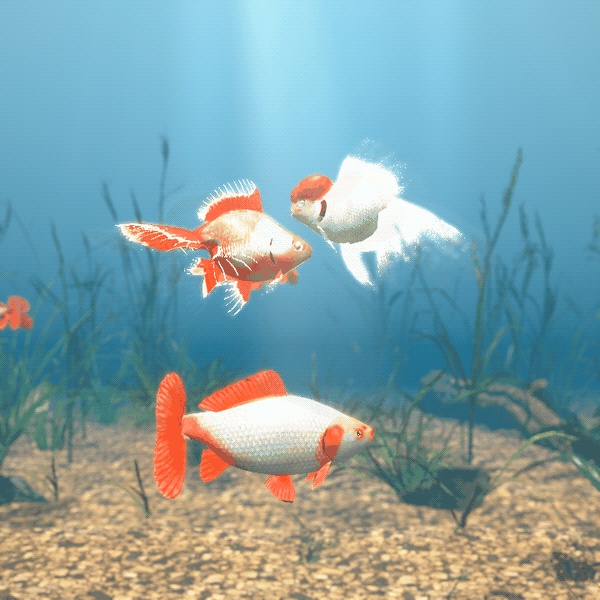 【VRChatワールド用】泳ぐ高級金魚3種「雅」土佐金・地金・オランダ獅子頭【PC/Quest対応】