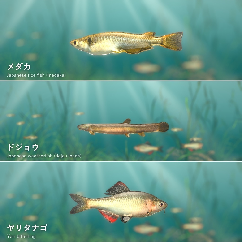 【VRChatワールド用】泳ぐ日本の小川の魚3種「里」メダカ・ドジョウ・ヤリタナゴ【PC/Quest対応】