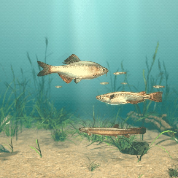 【VRChatワールド用】泳ぐ日本の小川の魚3種「里」メダカ・ドジョウ・ヤリタナゴ【PC/Quest対応】