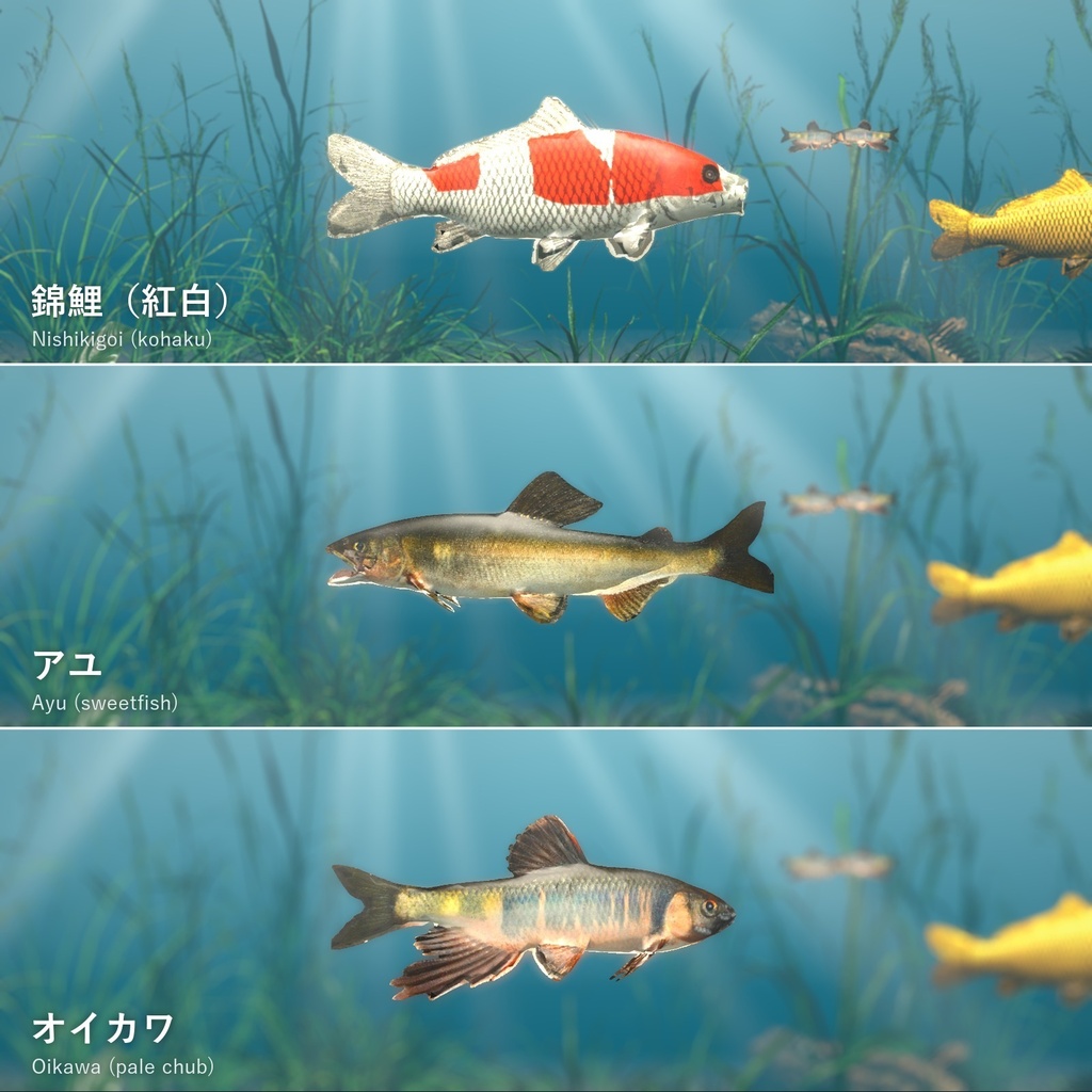 【VRChatワールド用】泳ぐ日本の川と池の魚3種「錦」錦鯉・アユ・オイカワ【PC/Quest対応】