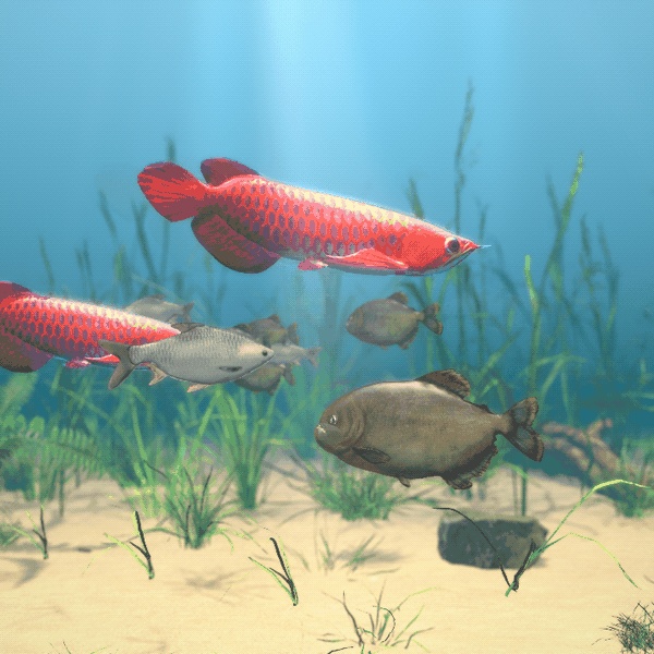 【VRChatワールド用】迫力の大型魚3種「猛」ピラニア・レッドアロワナ・ジャワバルブ【PC/Quest対応】