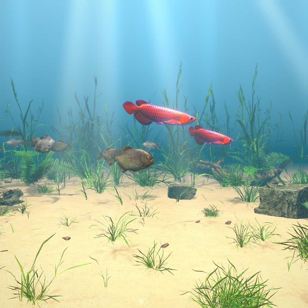 【VRChatワールド用】迫力の大型魚3種「猛」ピラニア・レッドアロワナ・ジャワバルブ【PC/Quest対応】