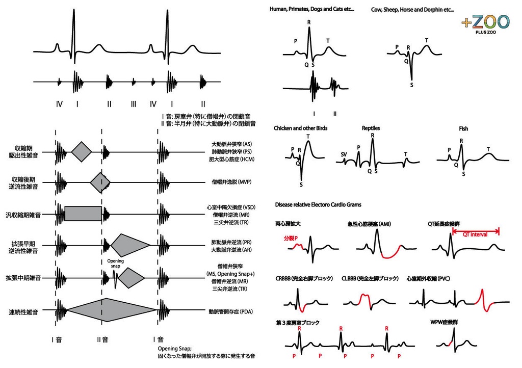 クリアファイル（心電図）