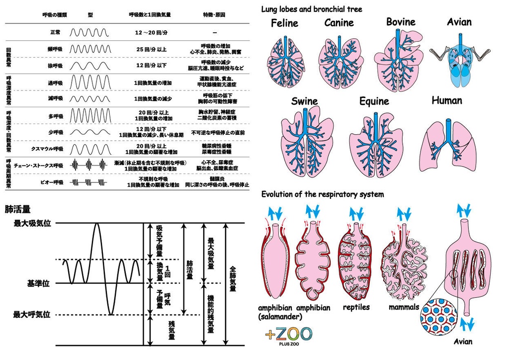 クリアファイル（肺）