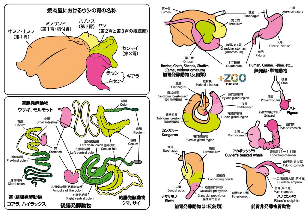 クリアファイル（胃）
