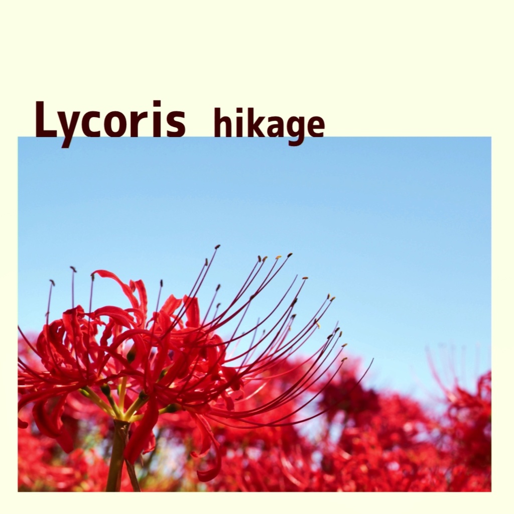 Lycoris