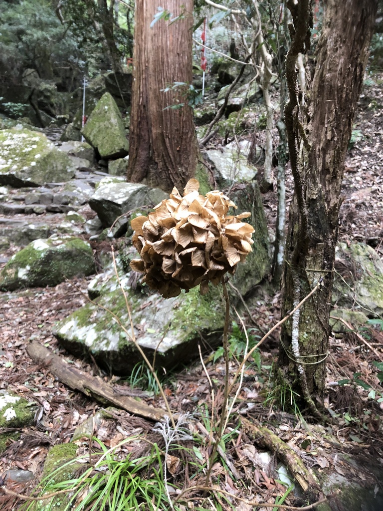 エモクロアTRPGシナリオ 『犬鳴山の隆盛』