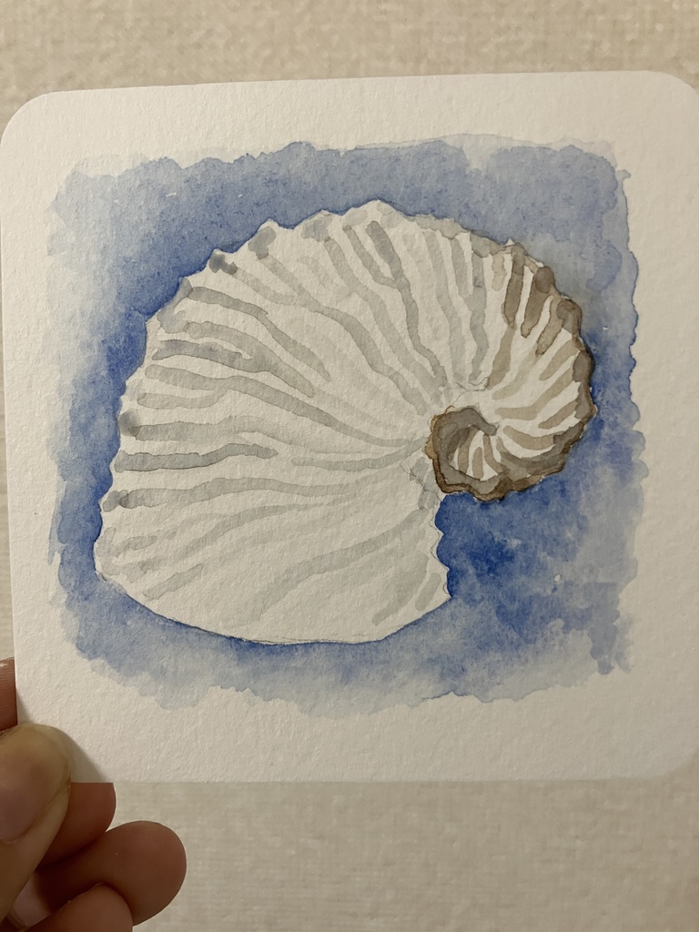 アオイガイの原画