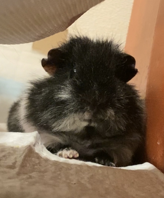 2026年度 お誕生日ツーショットチェキ with チャコ