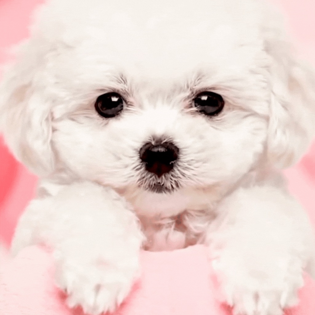 ふわふわ赤ちゃん動物ループ – バレンタイン