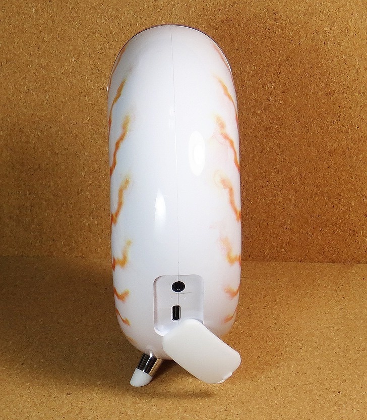 オウム貝 オウムガイ - Wikipedia