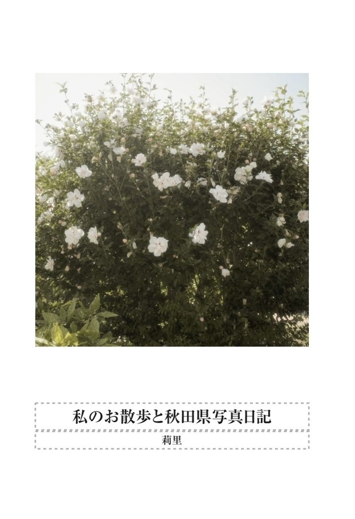 私のお散歩と秋田県写真日記