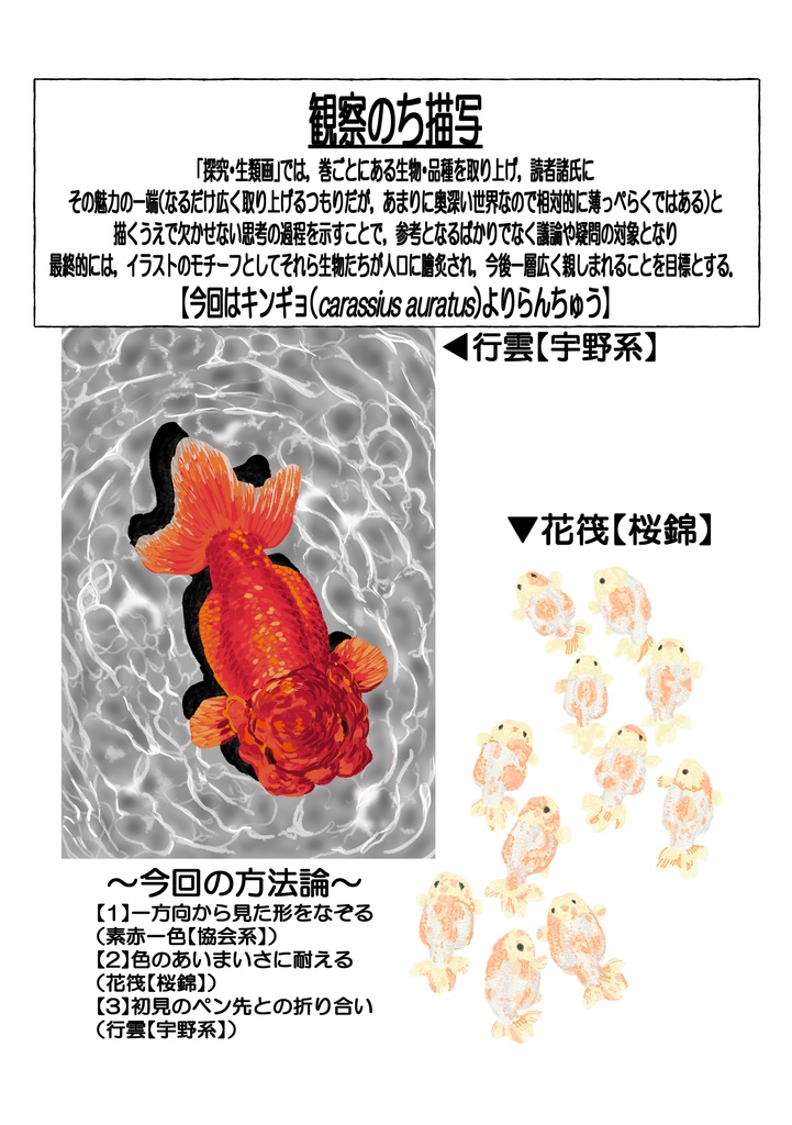 探究・生類画第1刊 【らんちゅう,という有様】 表紙裏表含め34p