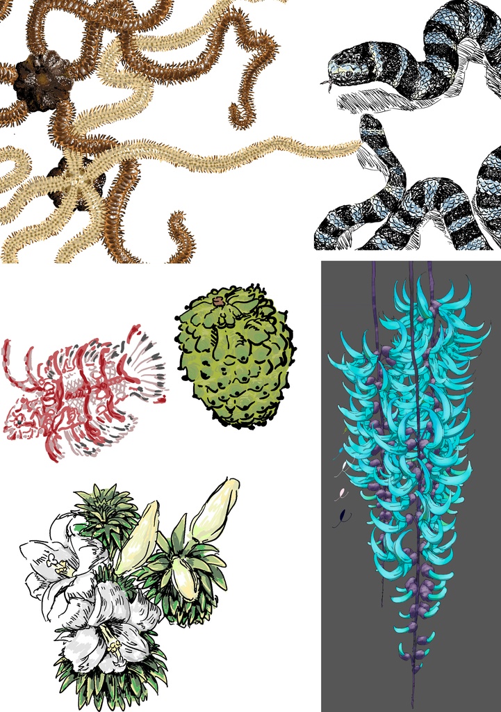 公開中 探究・生類画第1刊 【肌寒い季節こそ アツいぜ!奄美】 表紙裏表含め34p