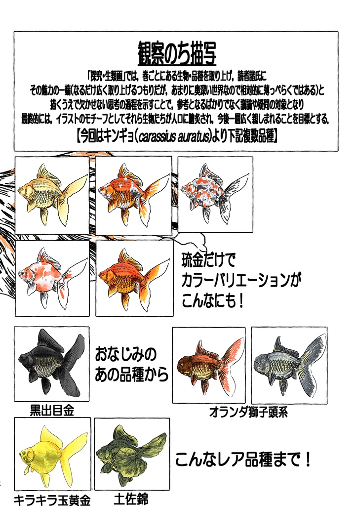 探究・生類画第3刊 まず琉金から描け 表紙裏表含め116p