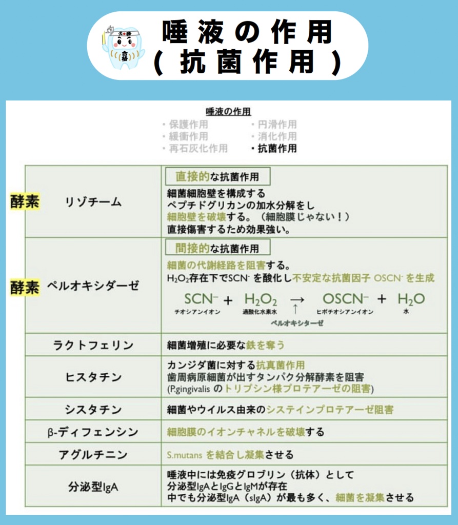 【しかちゃんコラボ】第2弾!補綴・矯正・麻酔・理工・生理のPDF&Anki