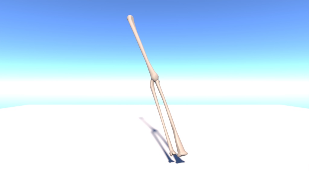 腕の骨(上腕骨&尺骨、橈骨)