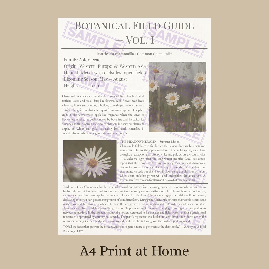 ラッピングペーパー カモミール【白】