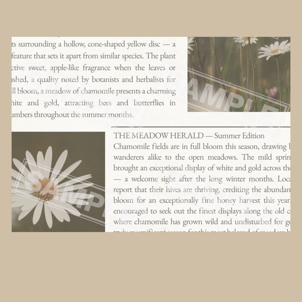 ラッピングペーパー カモミール【白】