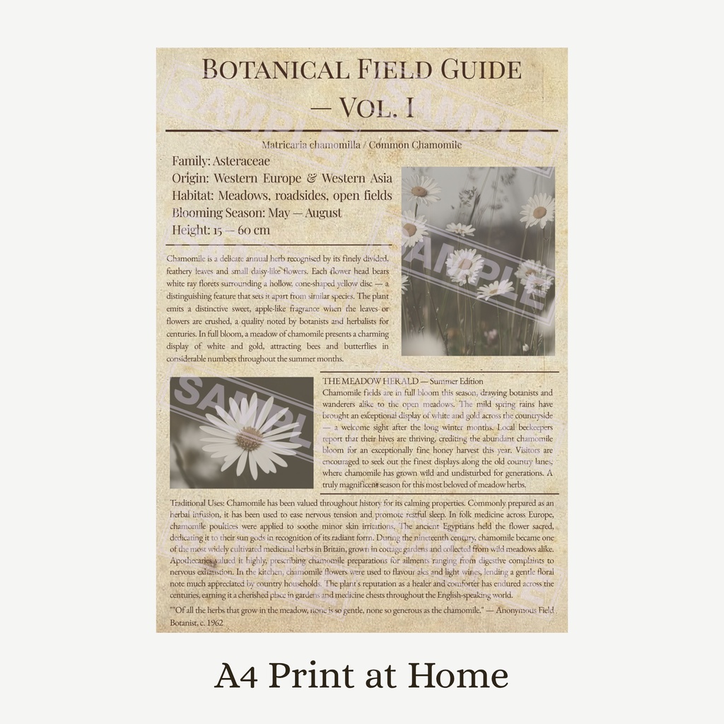 ラッピングペーパー カモミール【ベージュ】