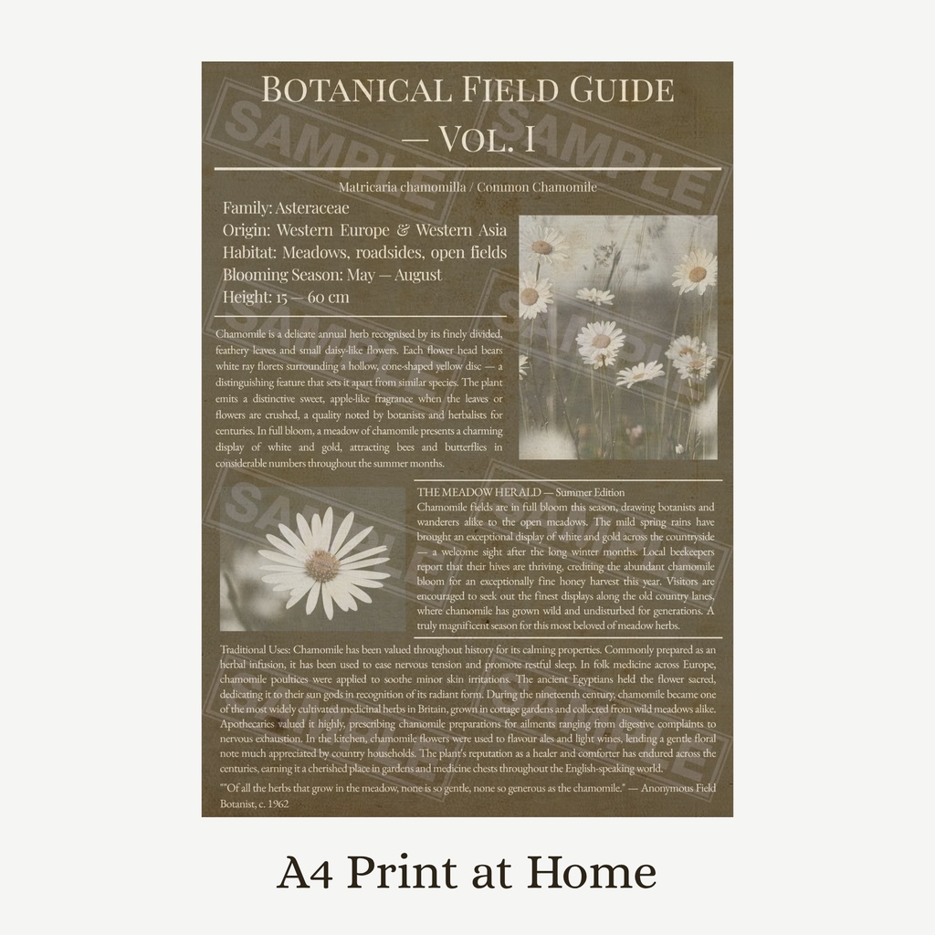 ラッピングペーパー カモミール【こげ茶】