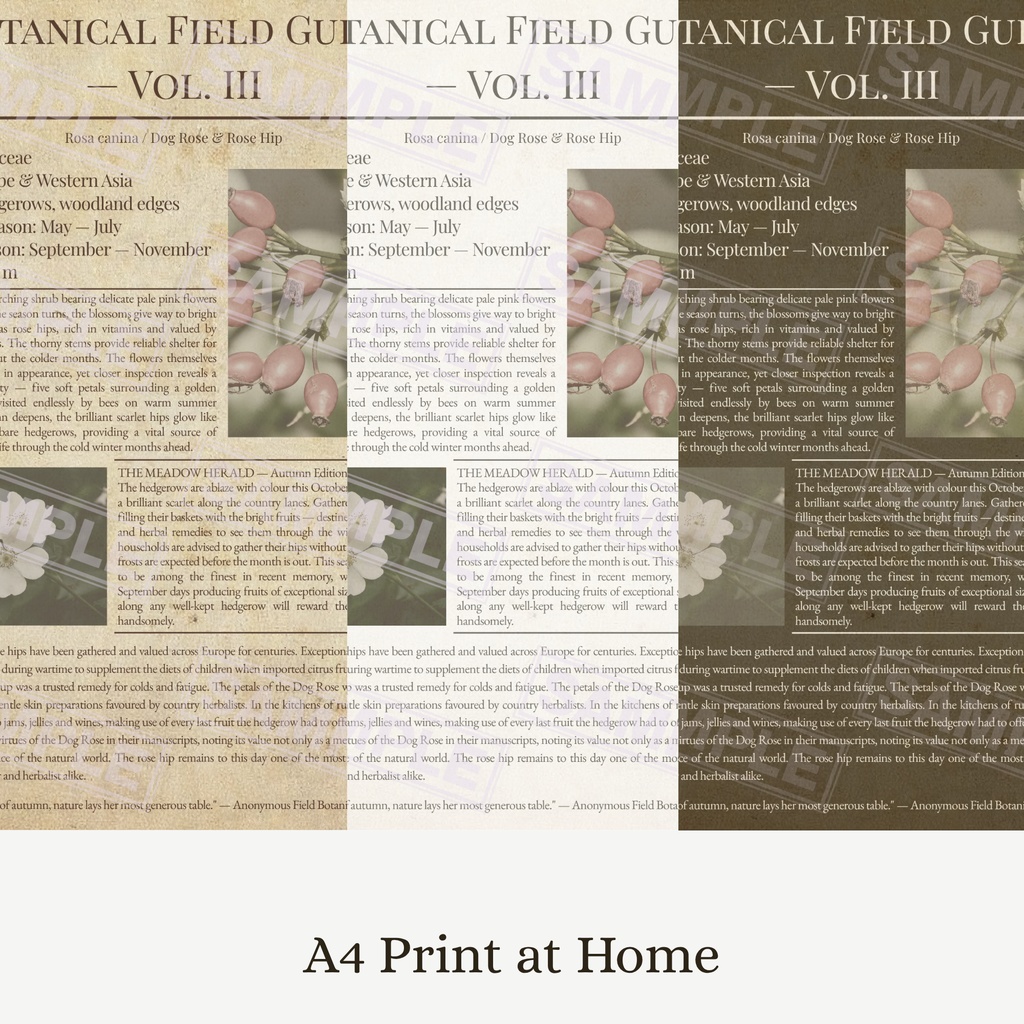 ラッピングペーパーローズヒップ３色セット