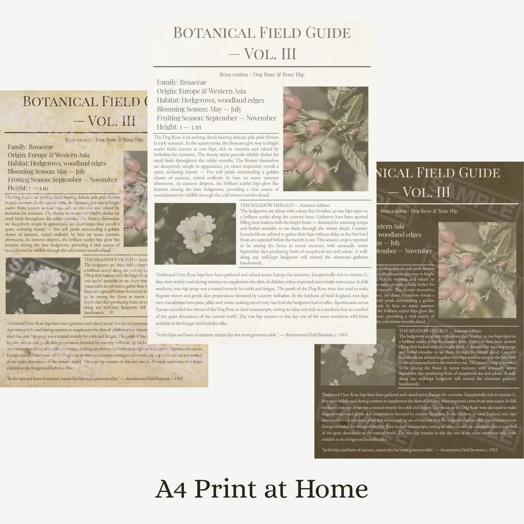 ラッピングペーパーローズヒップ3色セット