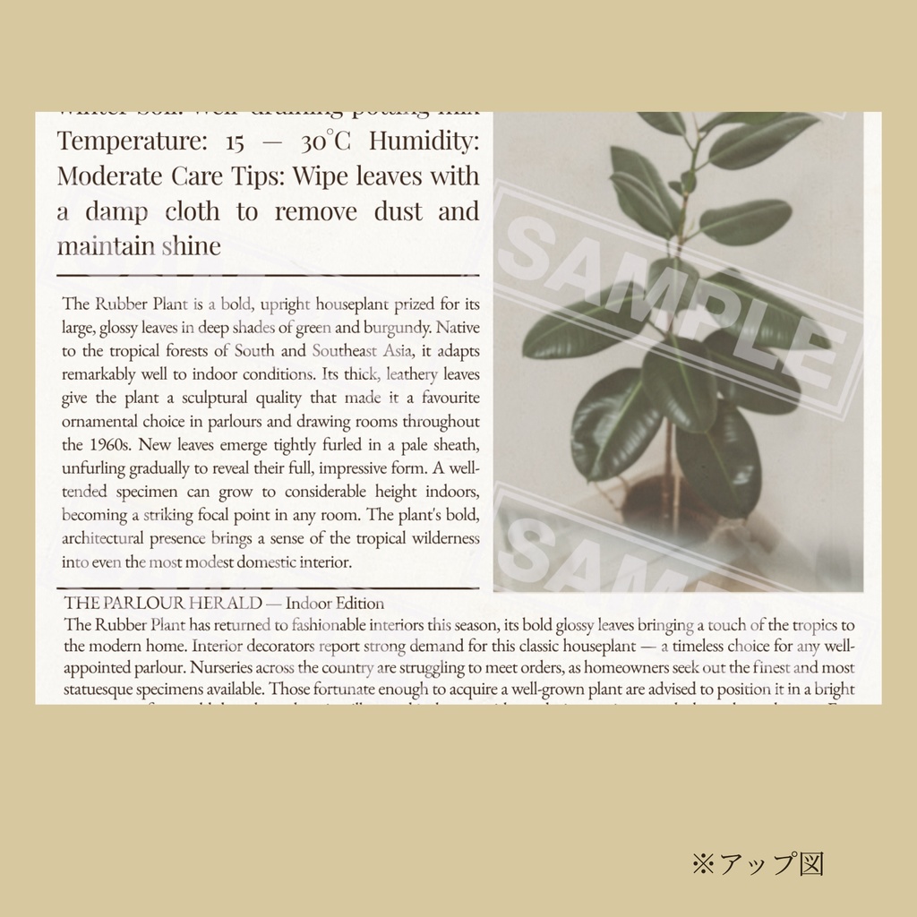 ラッピングペーパー ゴムの木【白】