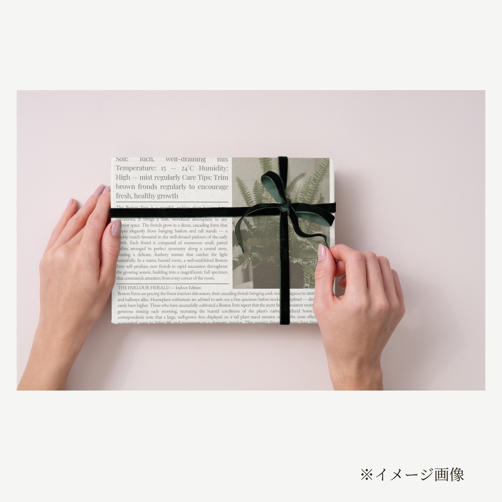 ラッピングペーパー ボストンファーン 【白】