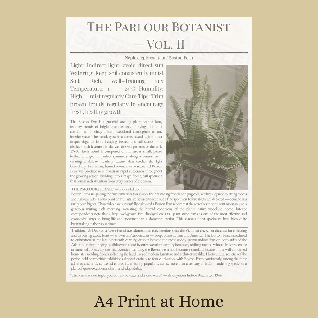 ラッピングペーパー ボストンファーン 【白】