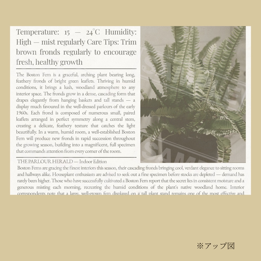 ラッピングペーパー ボストンファーン 【白】