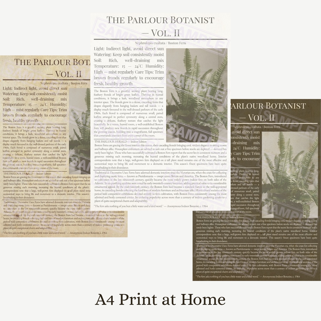 ラッピングペーパー ボストンファーン3色セット