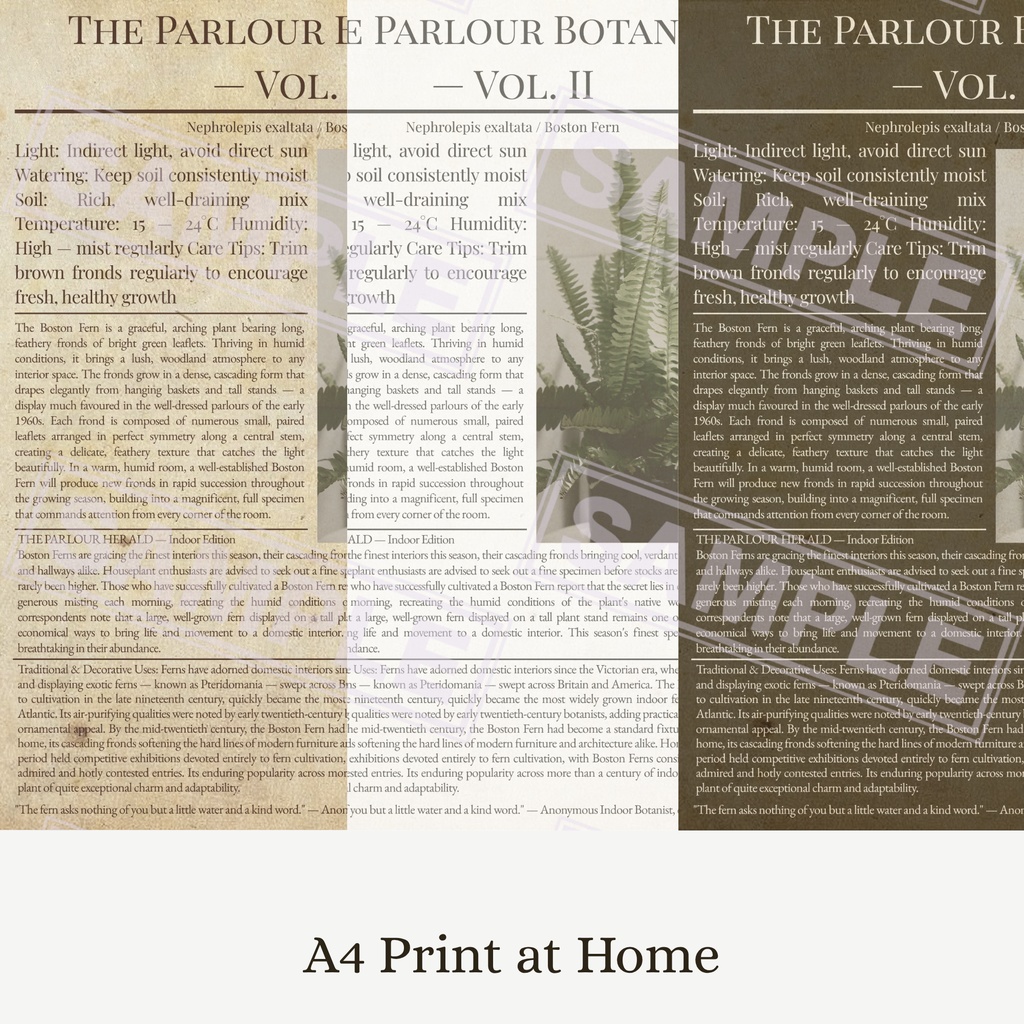 ラッピングペーパー ボストンファーン3色セット