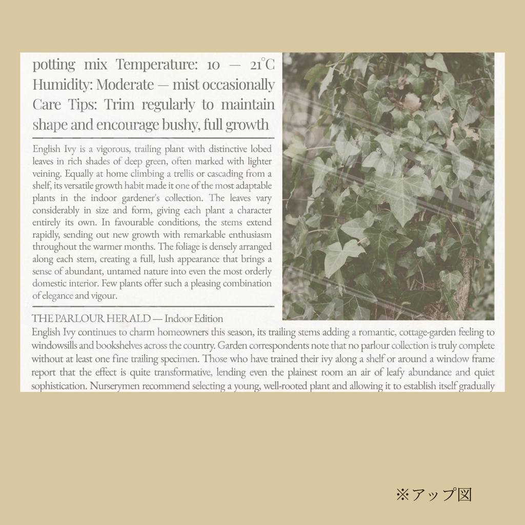 ラッピングペーパー アイビー【白】