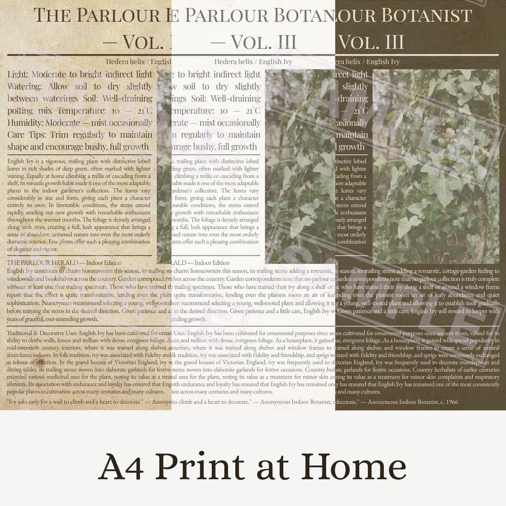 ラッピングペーパー アイビー３色セット