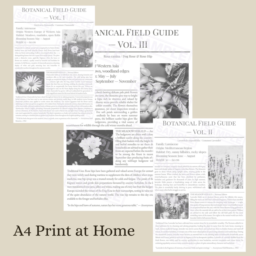 デザインペーパー Botanical Field Guide 3点セット【白背景】