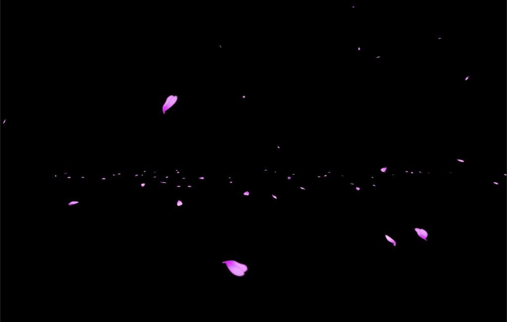 Cherry Blossoms Falling