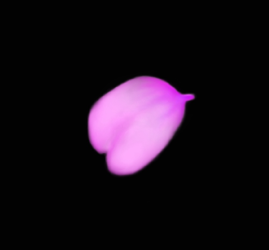 Cherry Blossoms Falling