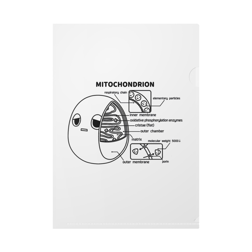 ミトコンドリア クリアファイル