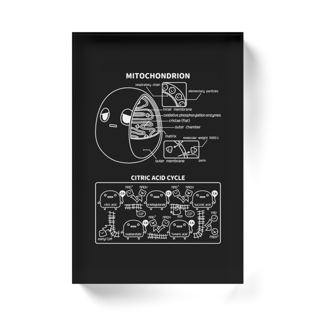 ミトコンドリア(黒) アクリルブロック