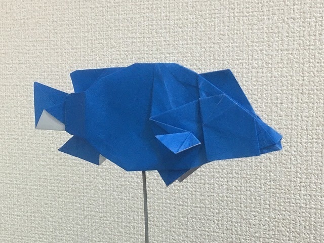 メガネモチノウオ／Humphead wrasse