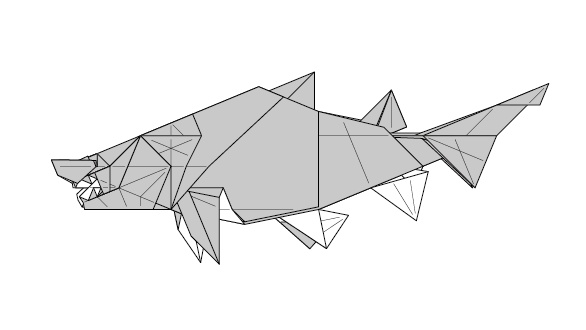 シロワニ／Sand tiger shark