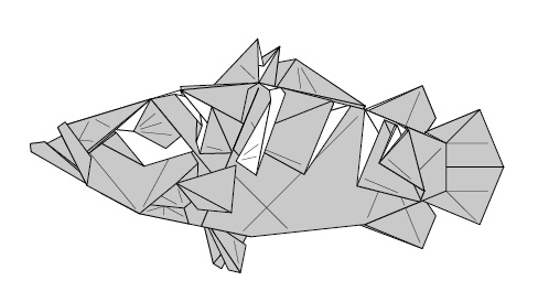 クエ／Longtooth grouper