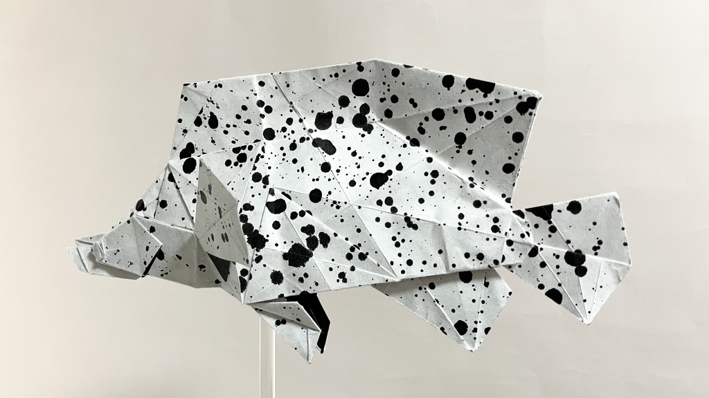 サラサハタ／Humpback grouper