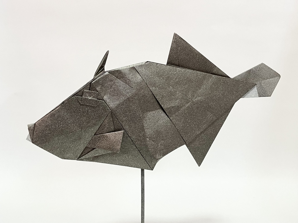 ウマヅラハギ／Black scraper