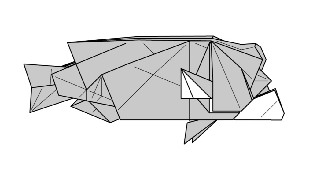 コブダイ／Asian sheephead wrasse