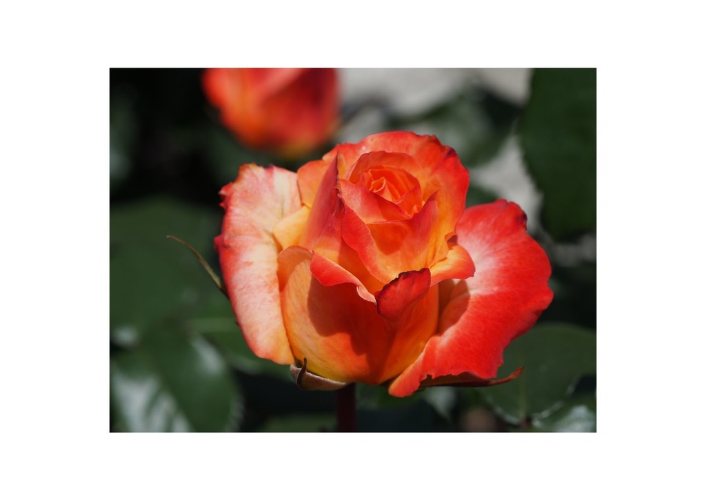 薔薇の花の写真