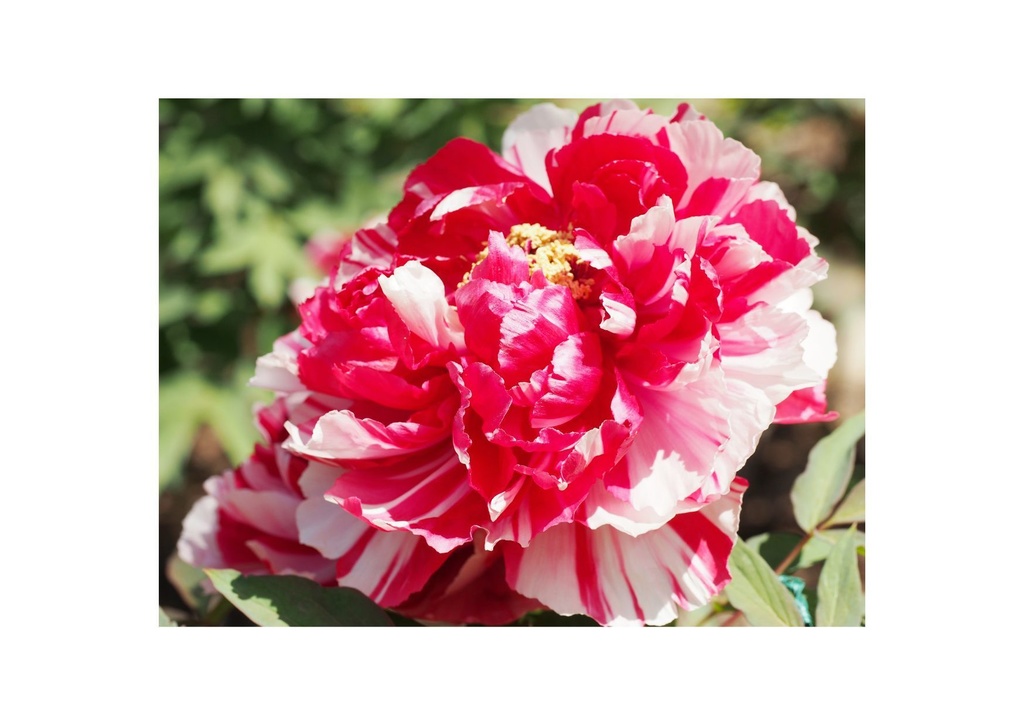 いろいろな花の写真2